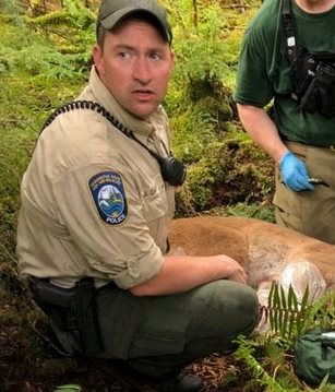 Autoridades localizaron y mataron al puma que le causó la muerte a un ciclista en North Bend, Seattle, Washington. (Foto Prensa Libre: Kyro7.com)