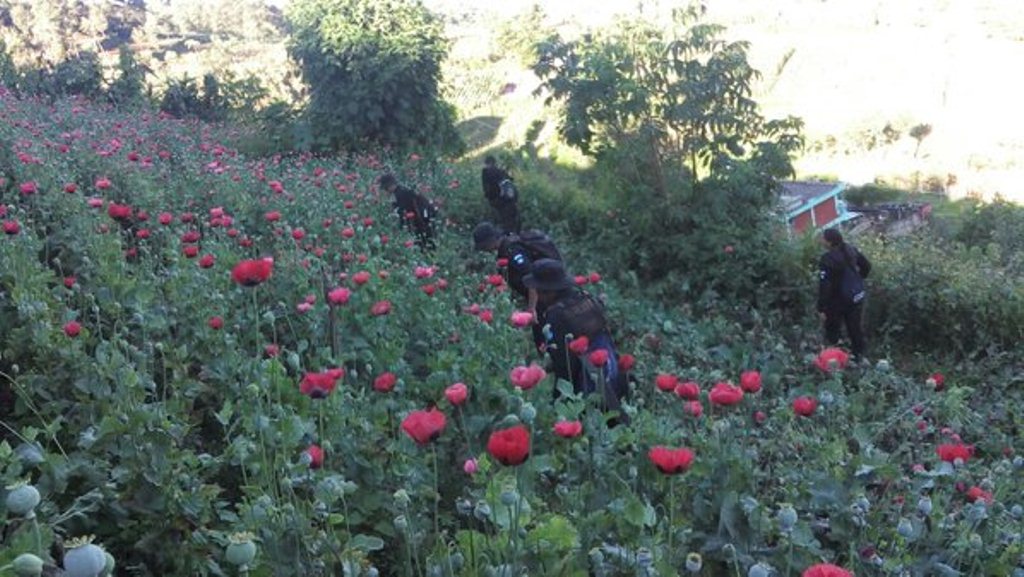 Agentes de la PNC destruyen matas de amapola en San Marcos. (Foto Prensa Libre: PNC)