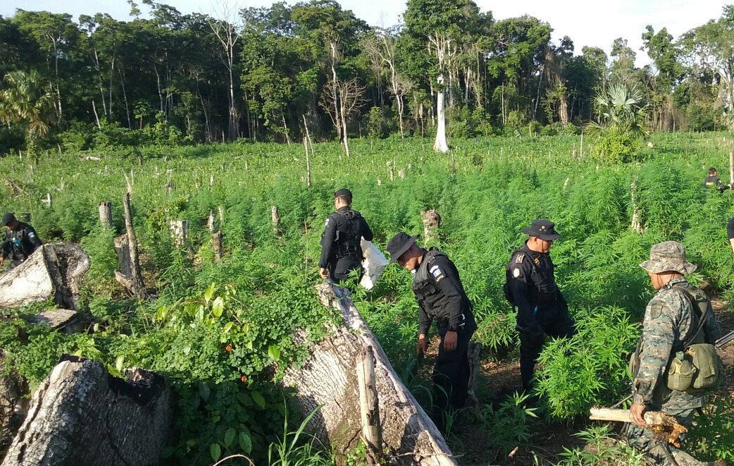 Autoridades recorren las plantaciones de marihuana que fueron erradicadas en Las Cruces, Petén. (Foto Prensa Libre: Rigoberto Escobar)