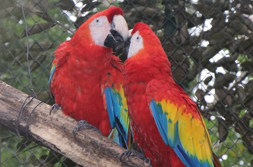 Las guacamayas rojas son una de las especies más perseguidas por los traficantes. (Foto Prensa Libre: Rigoberto Escobar)