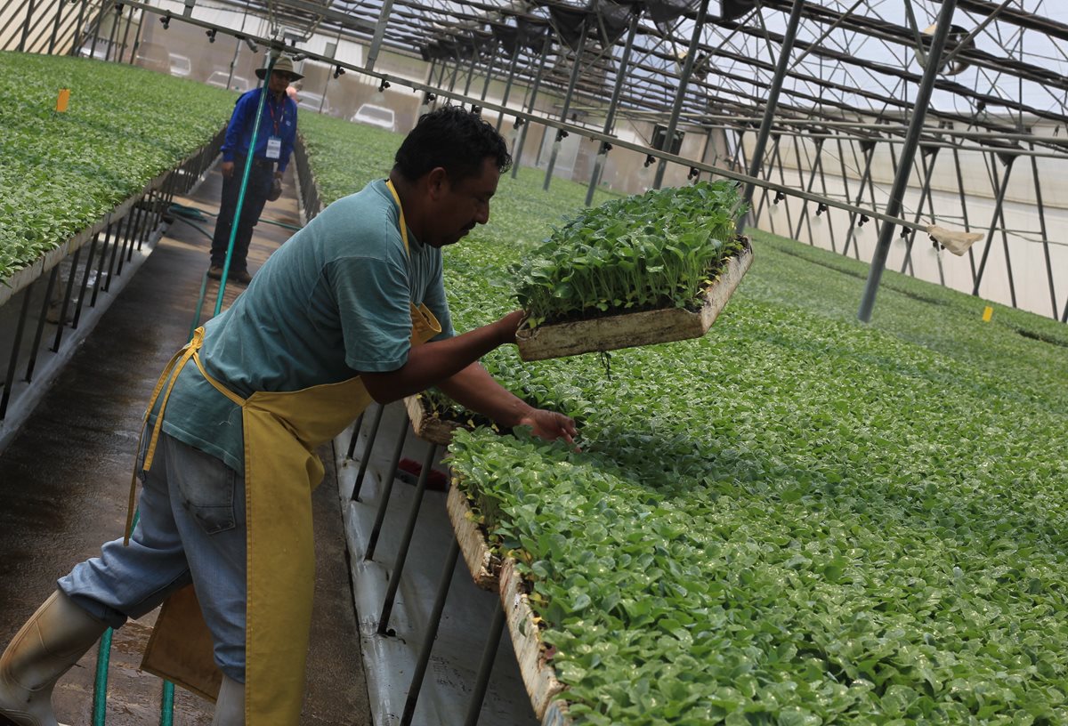 El objetivo del Cenem es mejorar las técnicas agrícolas, para que los productos sean competitivos a escala internacional. En la foto, un trabajador manipula pilones de brócoli en la empresa Popoyán, El Jocotillo, Villa Canales. (Foto Prensa Libre: Esbin García)