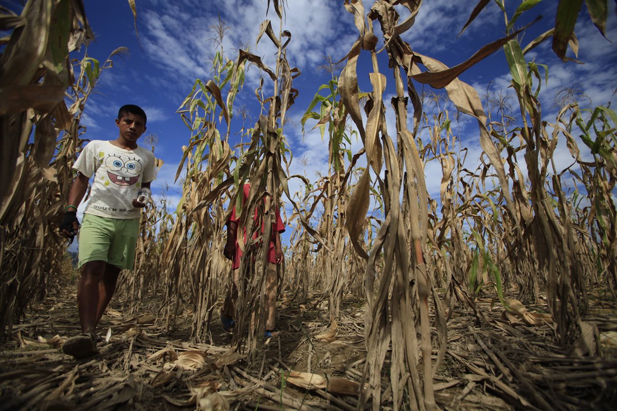 Al menos 300 mil personas son afectadas por los efectos de la canícula prolongada que afectó este año al país. (Foto Prensa Libre: Hemeroteca PL)