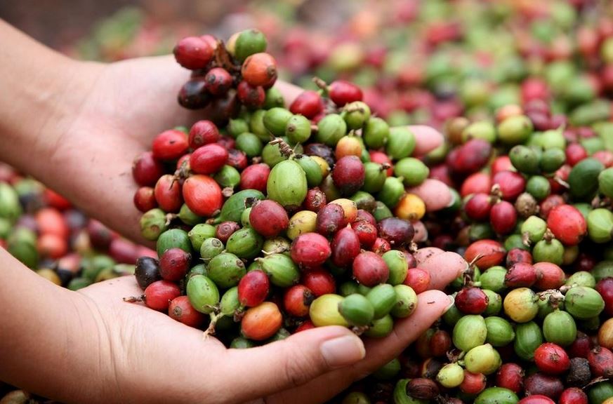 el mercado asiático representa el 23% de las exportaciones de café de Guatemala. (Foto Prensa Libre: Hemeroteca)