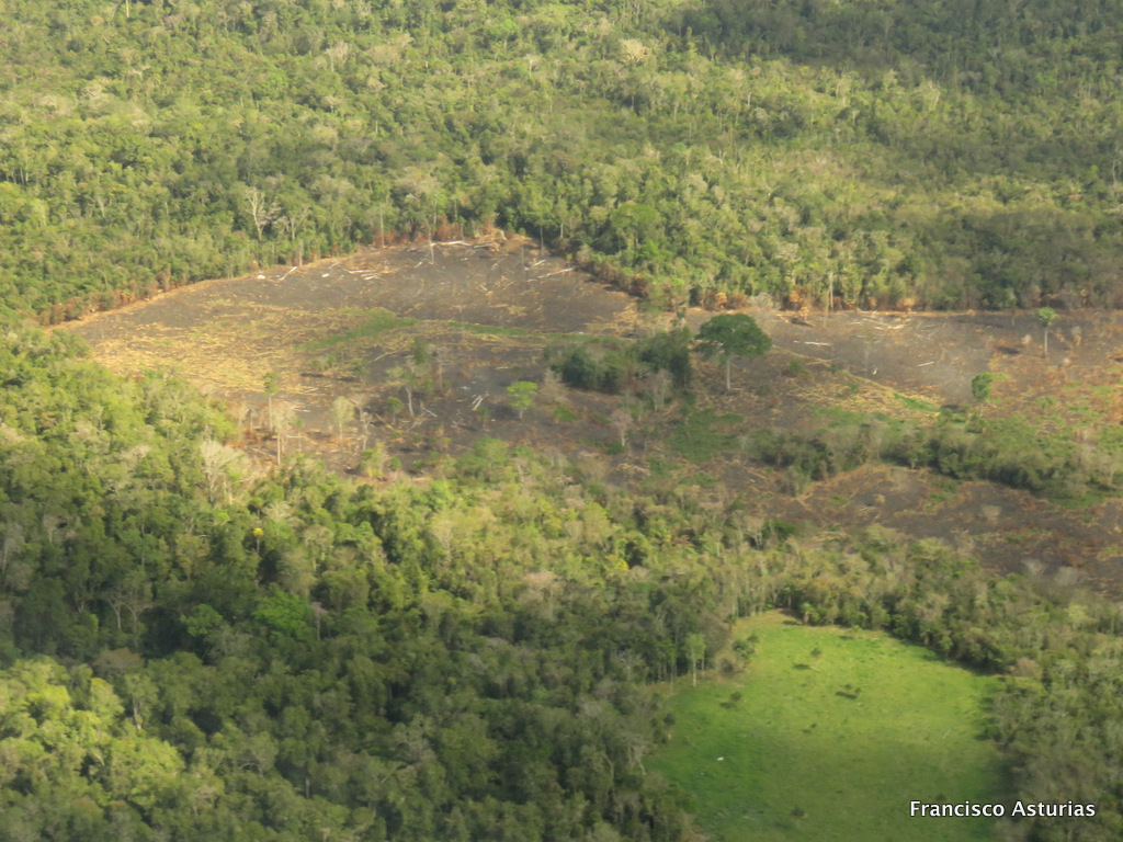 Tala ilegal en interior del parque nacional Laguna del Tigre, San Andrés, Petén. (Foto Prensa Libre: Rigoberto Escobar)