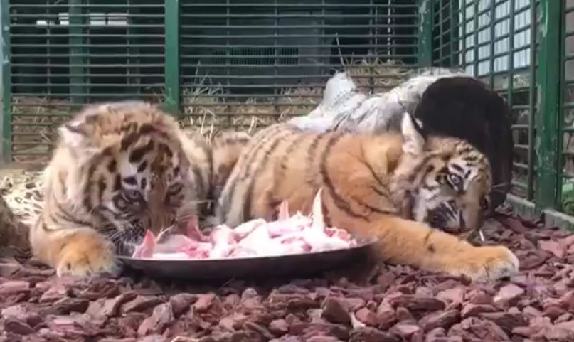 Los tres tigres de Siberia fueron resguardados por la organización de protección animal Animals Lebanon. (Foto Prensa Libre: Animals Lebanon / Facebook)
