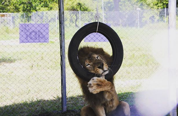 Kimba disfruta de su nuevo recinto en Escuintla. (Foto Prensa Libre: Tomada del video de ADI).