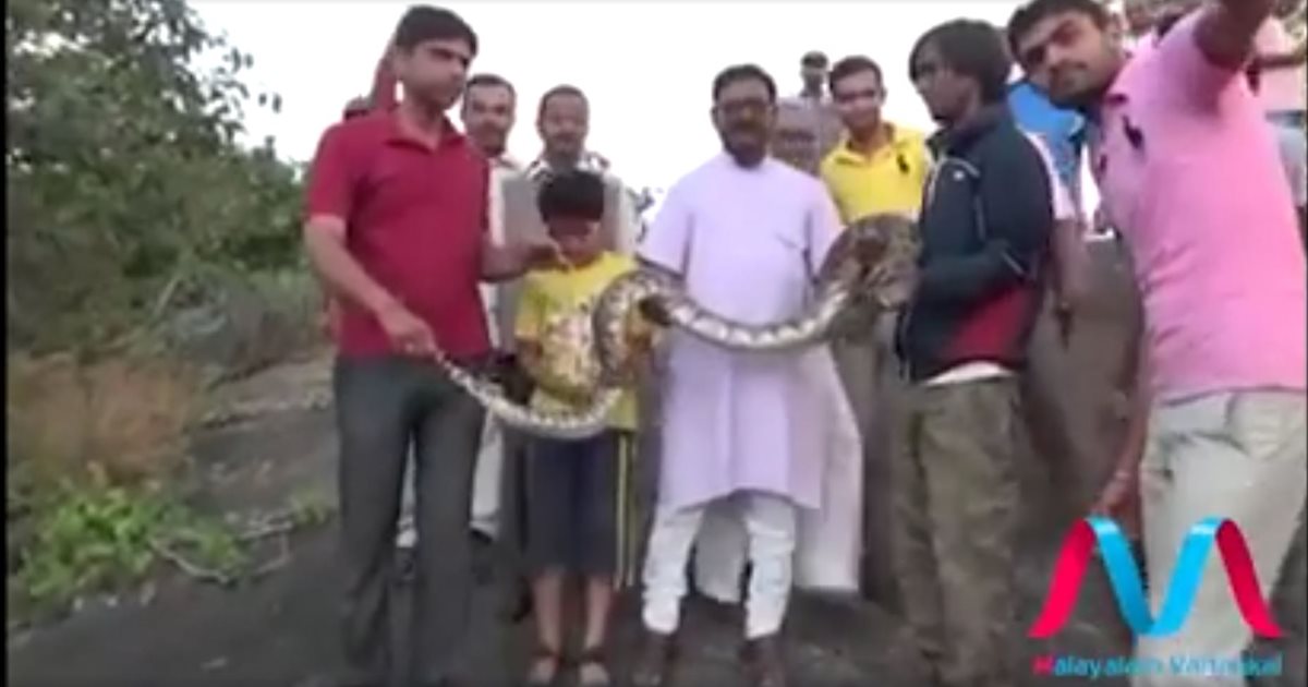 Una pitón capturada en India sorprendió a un grupo de vecinos al atacar a un hombre. (Foto Prensa Libre: Facebook)