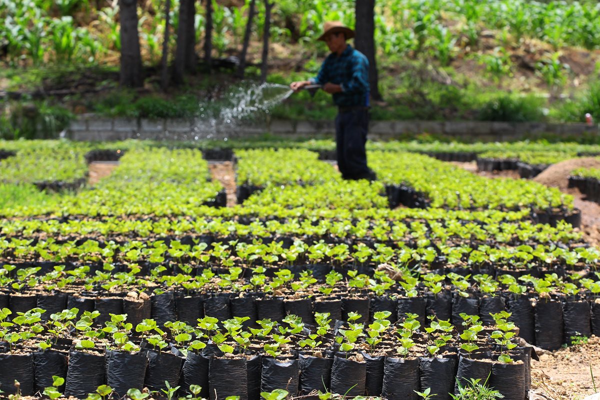 La cosecha de café empieza oficialmente este 1 de octubre con la expectativa de producir 4.5 millones quintales de café oro. (Foto Prensa Libre: Hemeroteca)