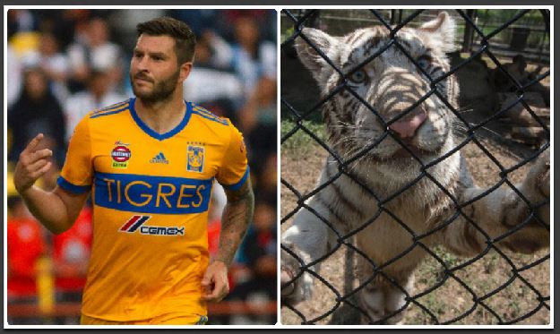 La admiración por André Pierre Gignac en México es tal que quisieron rendirle un pequeño homenaje. (Foto Prensa Libre: AFP)