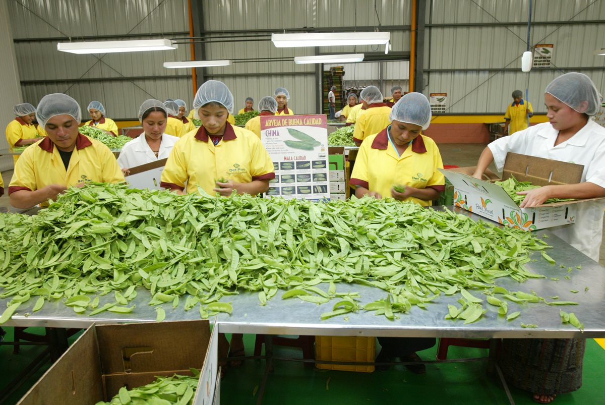 Trabajadores de la empresa Det Pont limpian arbeja china en la planta de la compañía. (Foto Prensa Libre: Hemeroteca PL)