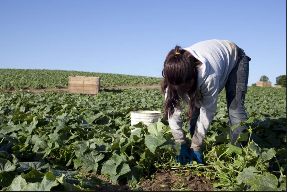 La prevalencia del trabajo infantil en la agricultura perpetúa el ciclo de pobreza rural de niños, niñas y adolescentes, sus familias y comunidades, dice la FAO. (Foto Prensa Libre: www.hrw.org)