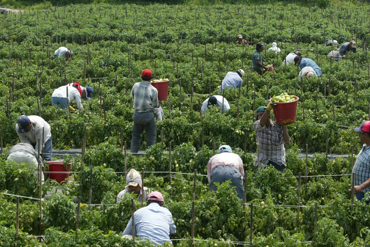 La economía de los Estados Unidos esta pasando por un buen momento que está demandando mayor mano de obra de personas de origen latino en varios sectores productivos. (Foto Prensa Libre: Hemeroteca)