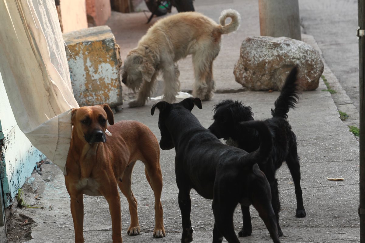 La Ley de Protección Animal prohíbe, entre otras cosas, los perros sin supervisión en la vía pública. (Foto Prensa Libre: Hemeroteca)
