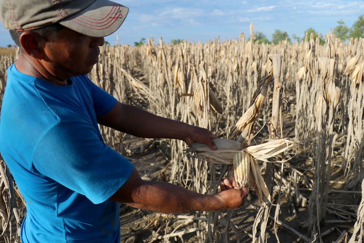 El agricultor Carlos García muestra una mazorca dañada por las lluvias. (Foto Prensa Libre: Dony Stewart)