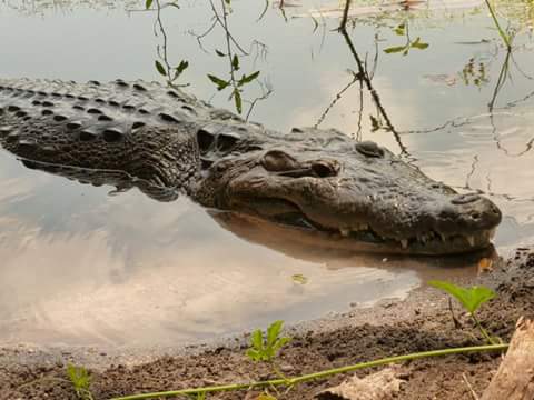 Corroncho es una hembra de cocodrilo que habita en el Parque Nacional Mirador Río Azul, en Flores, Petén. (Foto Prensa Libre: Rigoberto Escobar)