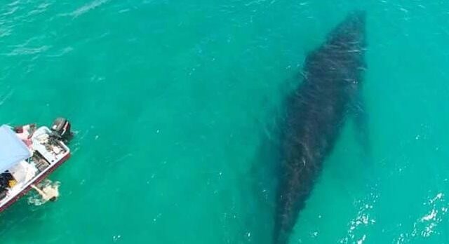 Ballena jorobada liberada de trasmallo en la Bahía de Amatique, Izabal, fue fotografiada en aguas de Belice. (Foto Prensa Libre: Cortesía)