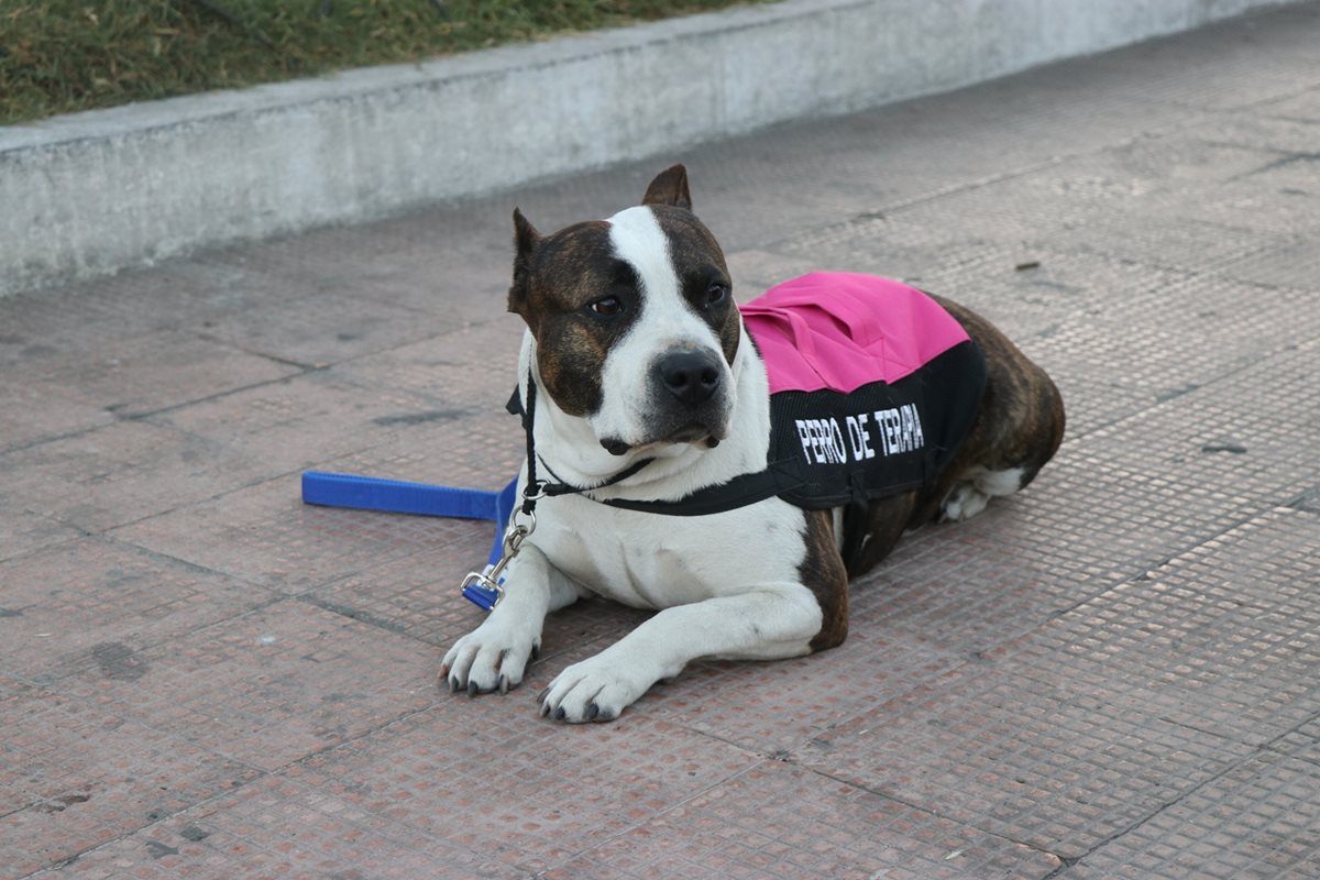 "Tigresa" ayuda a otras personas que buscan rehabilitación. (Foto Prensa Libre: María José Longo)