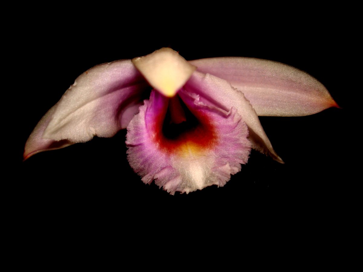 Sobralia javieri Chiron