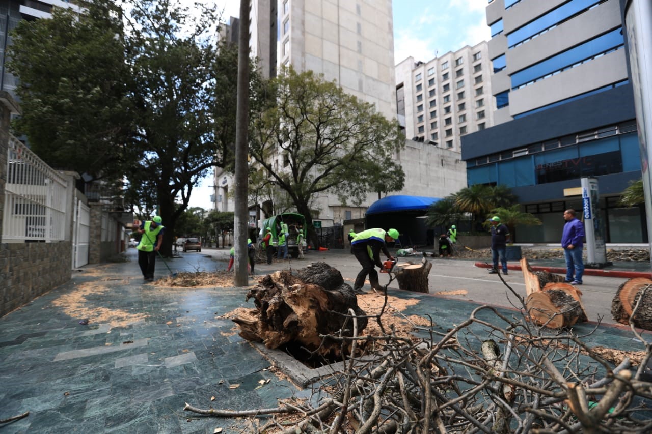 Colaboradores de Limpia y Verde, de la comuna capitalina, retiran las ramas del árbol derribado por el viento en zona 10. (Foto Prensa Libre: Carlos Hernández) 