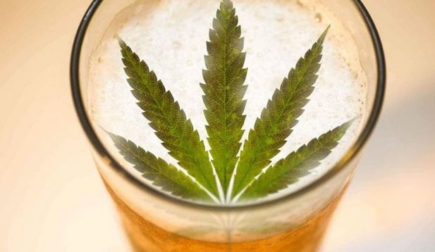 Analistas destacan el potencial de las bebidas con cannabis, un mercado aún muy limitado, pero donde los grandes productores de alcohol quieren poner un pie antes de que sea demasiado tarde. (Foto Prensa Libre: diaridetarragona.com)