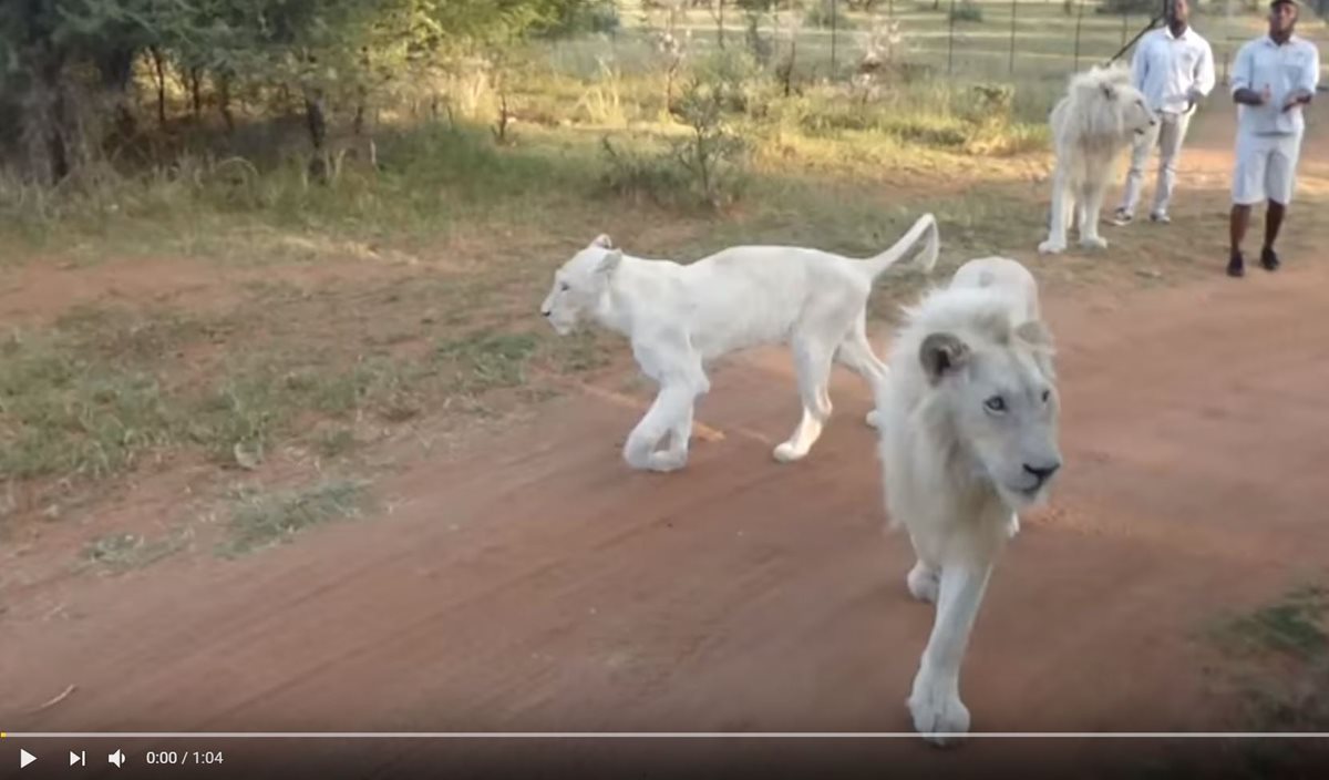 Zeus es uno de los leones blancos que han sido criados por humanos en el Parque Nacional Kruger, en Sudáfrica. (Foto Prensa Libre: Youtube Kruger National Park)