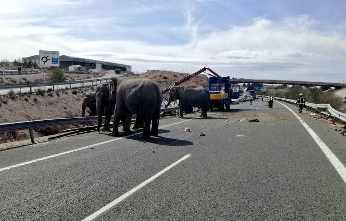 La localidad albaceteña de Pozo Cañada cerró debido al accidente de un camión que ha provocado que los elefantes que transportaba hayan quedado suelto. (Foto Prensa Libre: ABC)