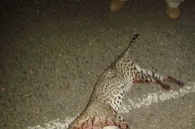 Tigrillo arrollado murió en la ruta hacia el Parque Nacional Tikal, en Petén. (Foto Prensa Libre: Rigoberto Escobar)