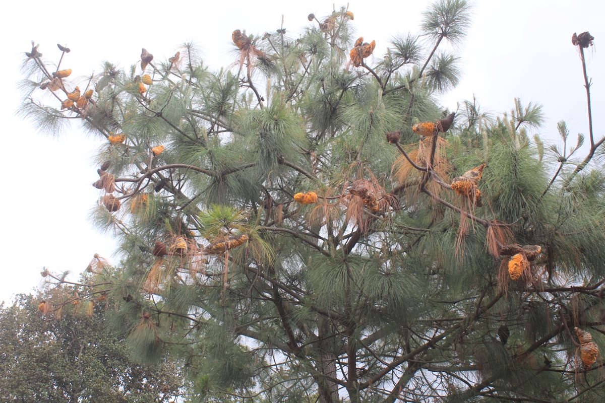 Los pinos en los árboles del bosque María Tecún en Sololá, lucen amarillos en las copas. (Foto Prensa Libre: Ángel Julajuj)