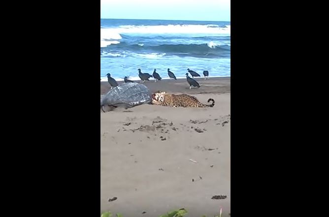 Momento en que un jaguar come una tortuga en una playa de Costa Rica. (Foto Prensa Libre: Youtube/El Mundo)