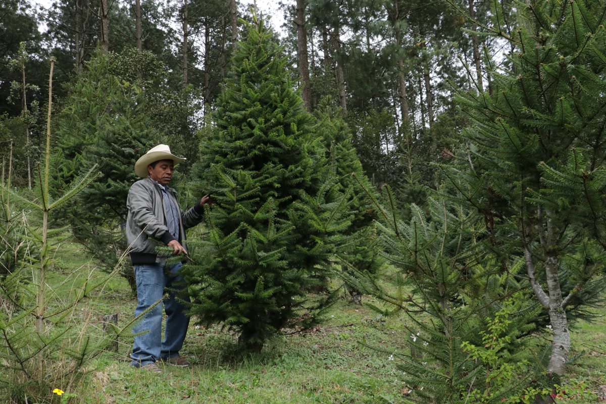 Felipe López, trabajador de una finca productora de pinabete, explica cómo debe hacerse la poda de un pinabete. (Foto Prensa Libre: Cortesía Víctor Chamalé)