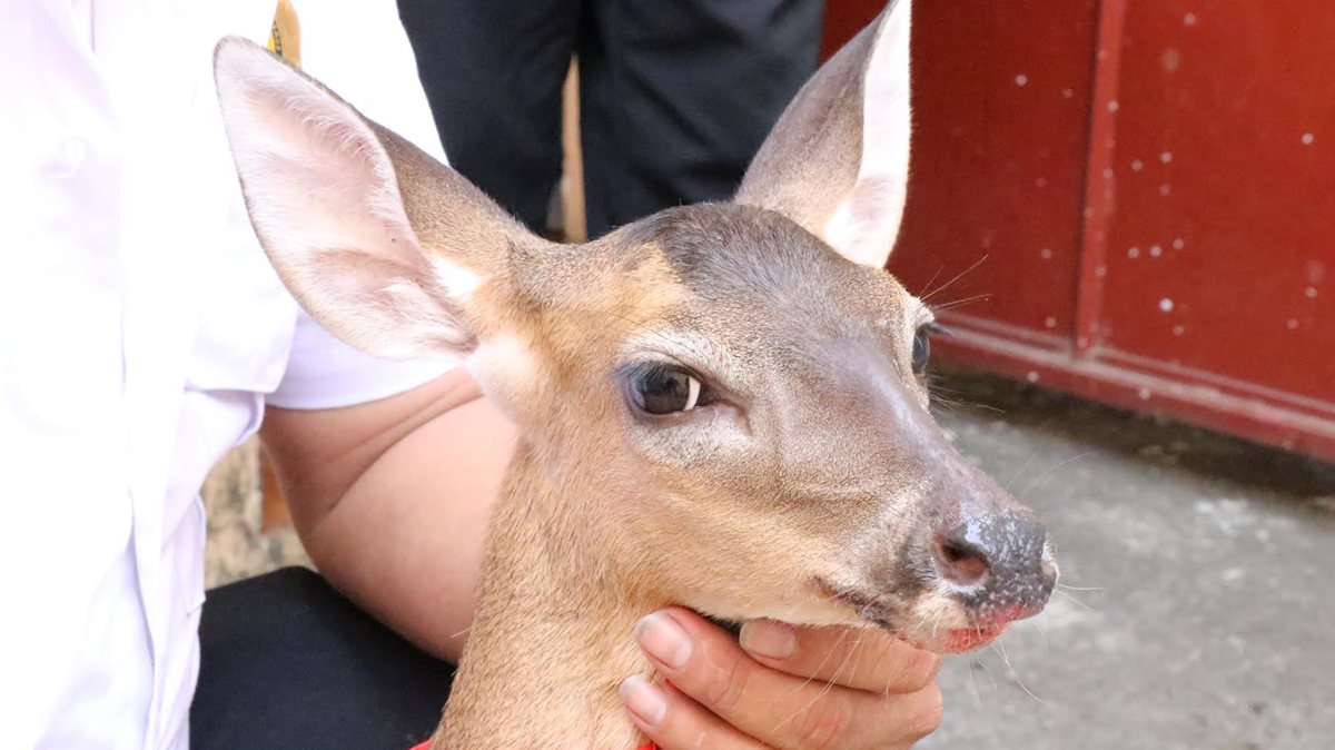 El animal fue localizado en una colonia de la zona 3 de Mazatenango. (Foto Prensa Libre: Cristian Icó)