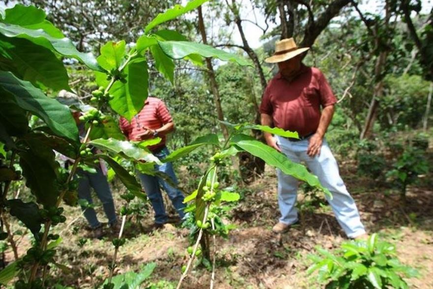 La iniciativa propone una ampliación del plazo del Fideicomiso de Apoyo Financiero para los productores del sector cafetalero hasta el 23 de octubre de 2051. (Foto Prensa Libre: Hemeroteca)