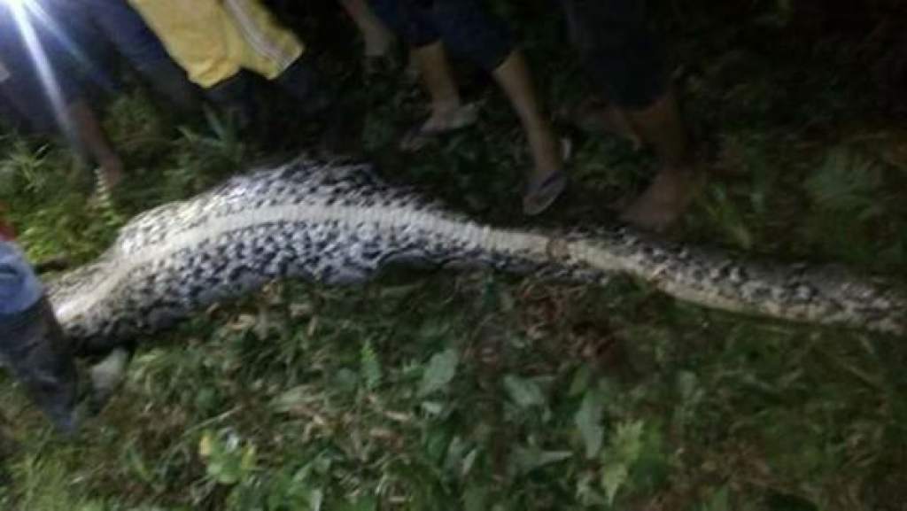 Serpiente hallada en Sulawesi, Indonesia, mató y se tragó a un hombre. (Foto Prensa Libre: Twitter)