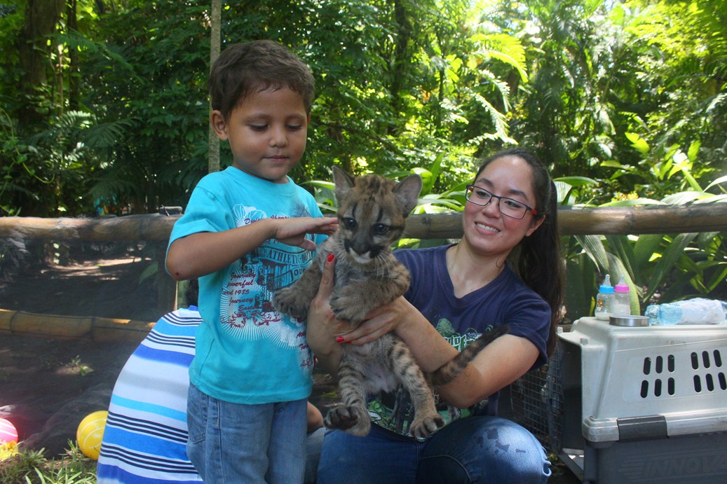 Un pequeño visitante juega con uno de los cachorros de puma en el Auto Safari Chapín, en Guanagazapa, Escuintla. (Foto Prensa Libre: Melvin Sandoval)