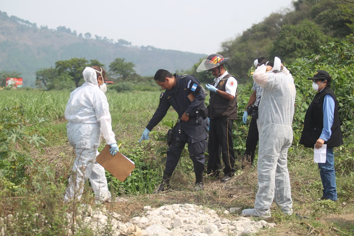 Peritos del Ministerio Público recabar evidencia y levantar los cadáveres localizados en una finca de cultivo de caña. (Foto Prensa Libre: Óscar Rivas)