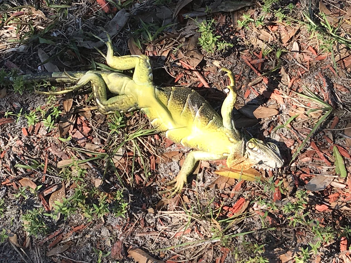 Una iguana congelada en el condado de Palm Beach. (Foto Prensa Libre: Maxine Bentzel/CBS News).