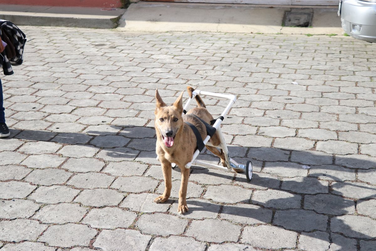 "Body" se moviliza en una "silla de ruedas" después de que fue atropellada. (Foto Prensa Libre: María José Longo)