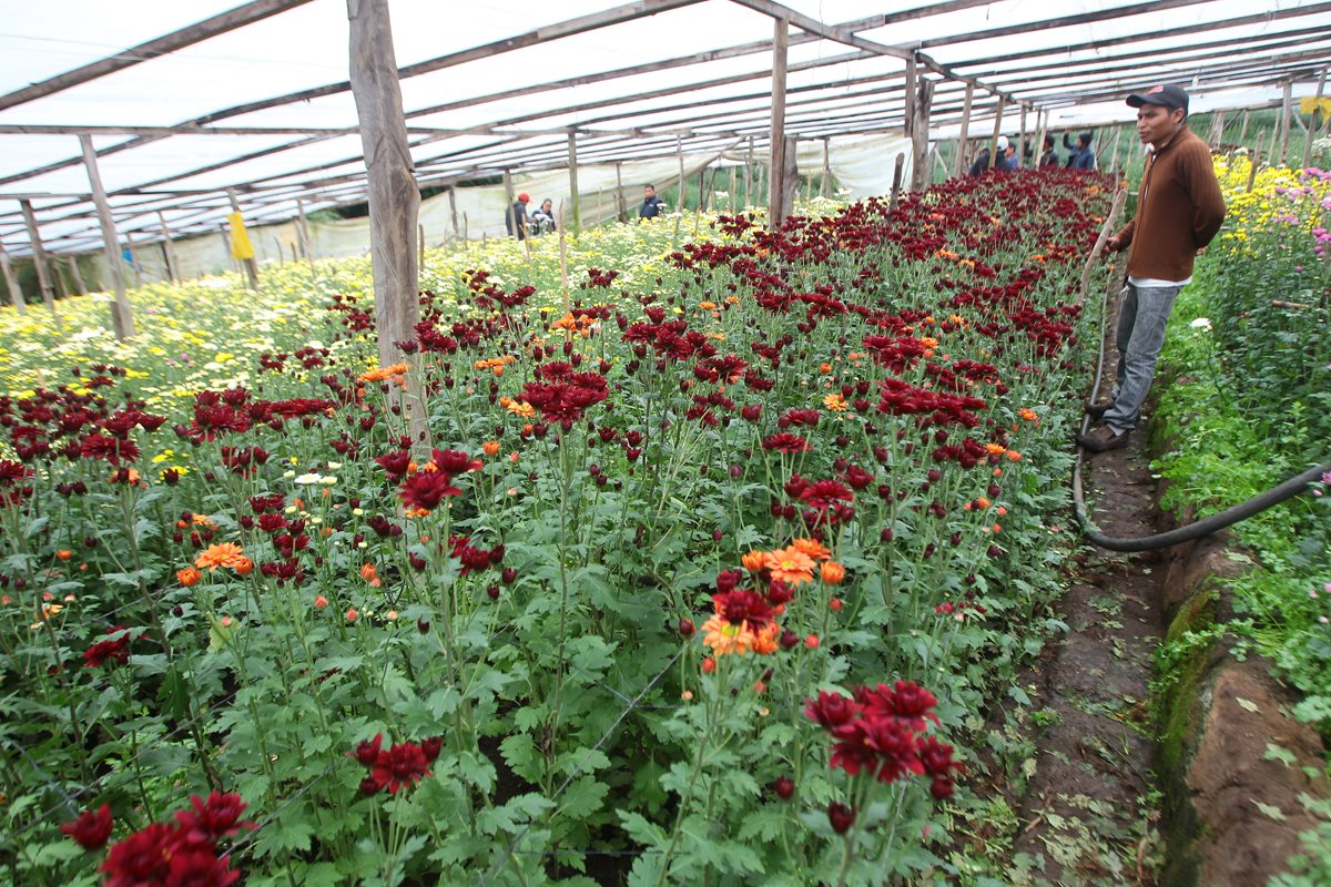 El proceso de producción de las pascuas inicia desde enero en algunos lugares. (Foto Prensa Libre: Estuardo Paredes)