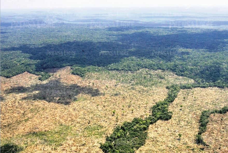 Expertos señalan que Guatemala podría dejar de ser un pulmón para el mundo. (Foto Prensa Libre:  Hemeroteca PL)