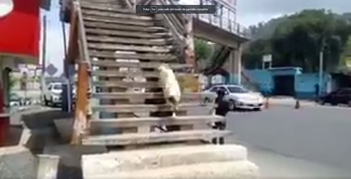 Pasarela ubicada en el km 49 de la ruta Interamericana, en Chimaltenango, es utilizada por un perro para cruzar la calle. (Foto Prensa Libre: Provial)