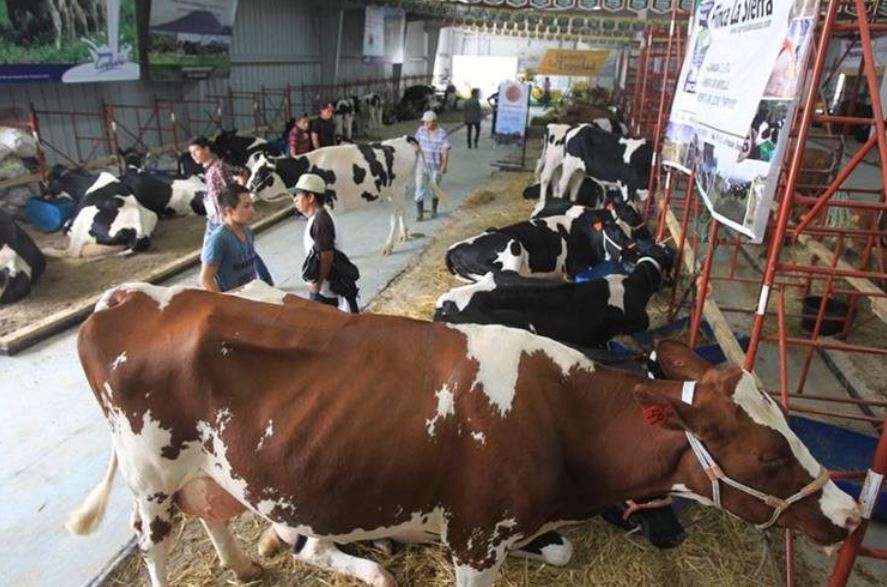 El hato lechero en Guatemala es de 350 mil vacas que producen 1.6 millones de litros diarios de leche, según los productores. El sector genera entre 35 a 45 mil empleos directos e indirectos. (Foto Prensa Libre: Hemeroteca PL)