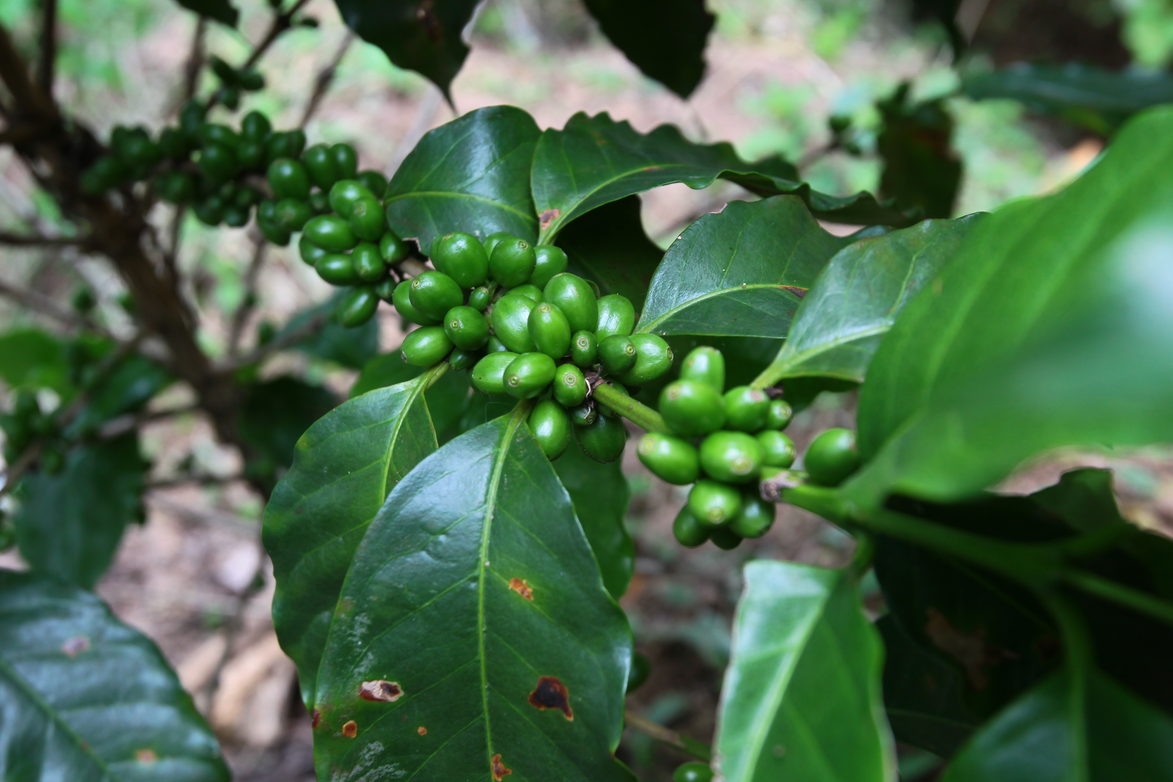 
El sector cafetalero guatemalteco afronta dificultades, no solo por la roya —un hongo que ataca a los cafetales—, sino por los bajos precios que se cotizan en el mercado internacional. (Foto Prensa Libre: Hemeroteca)