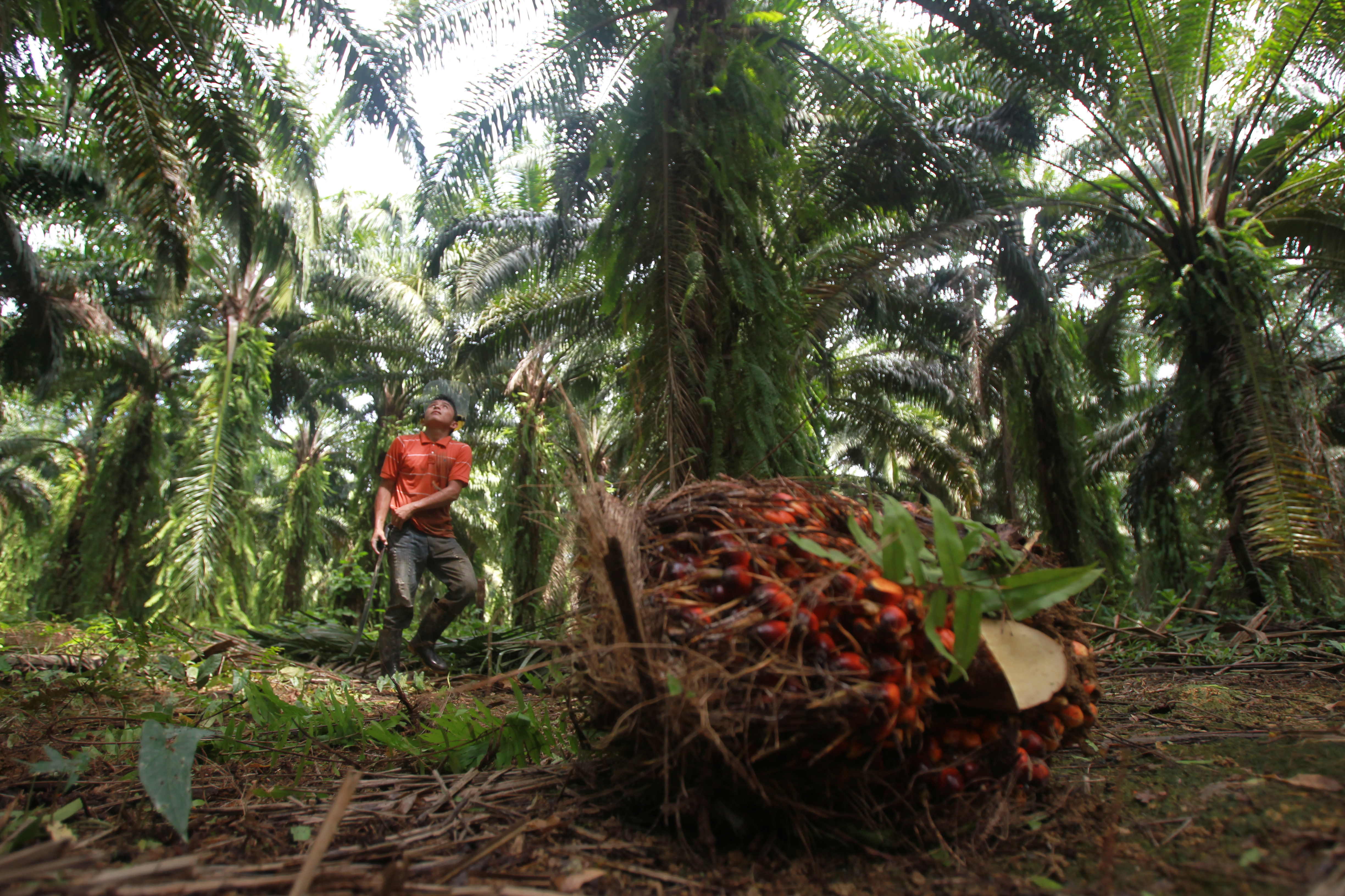 La producción de aceite de palma africana será de 900 mil toneladas y pondrá a Guatemala como el segundo productor más importante de Latinoamerica, según Grepalma. (Foto Prensa Libre: Hemeroteca)
