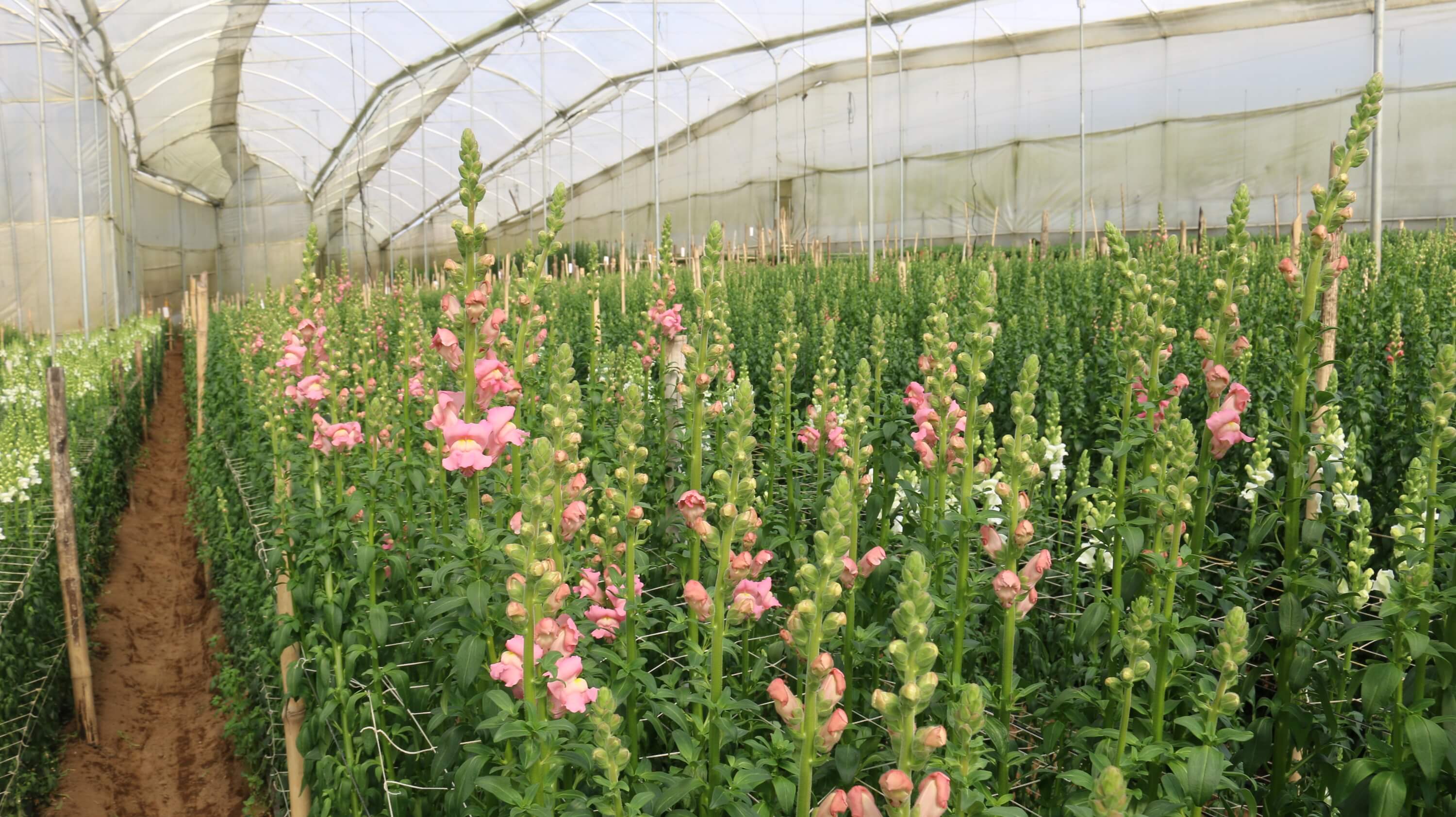 De las flores snap dragon o dragones ofrecen diversos colores. (Foto, Prensa Libre: Agexport).