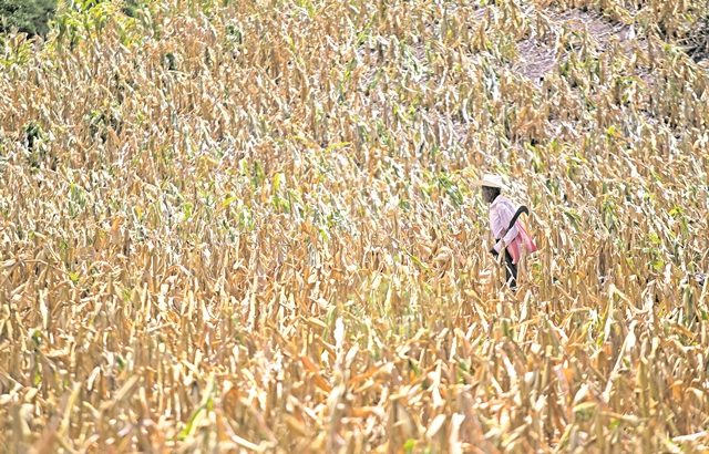 Los efectos del cambio climático se observan en el desfase cuando llueve en exceso en un sitio y otro aumenta el desierto, explica Orozco. (Foto, Prensa Libre: Hemeroteca PL).