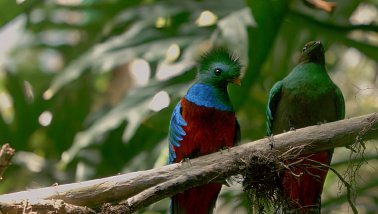 El ave nacional es el protagonista del documental realizado por el guatemalteco Ricky López. (Foto Prensa Libre: Cortesía Ricky López) 