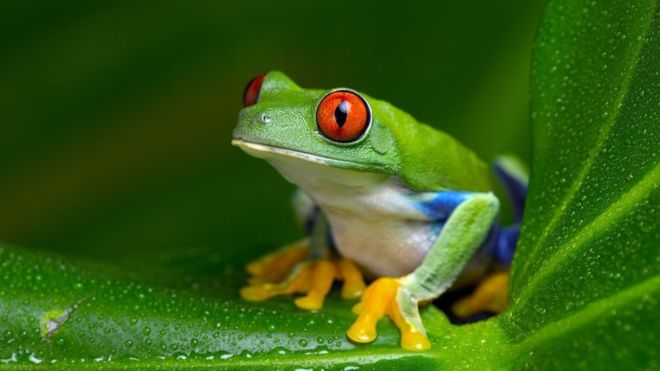 Las ranas Xenopus fueron utilizadas durante décadas para realizar pruebas de embarazo (GETTY IMAGES) 