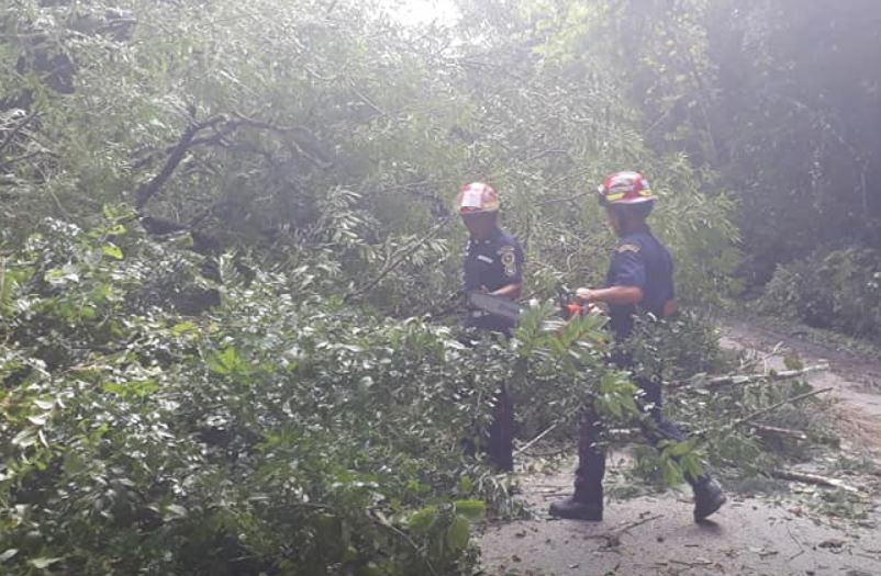 El 20 de enero de este año, socorristas de Sayaxché limpian la vía del parque  El Rosario donde un árbol  que cayó obstaculizaba ambos carriles. (Foto Prensa Libre: Cortesía)