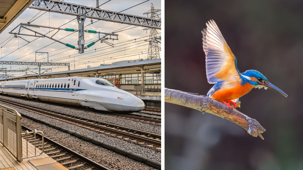 ¿Qué tienen en común el tren bala y el pájaro martín pescador?