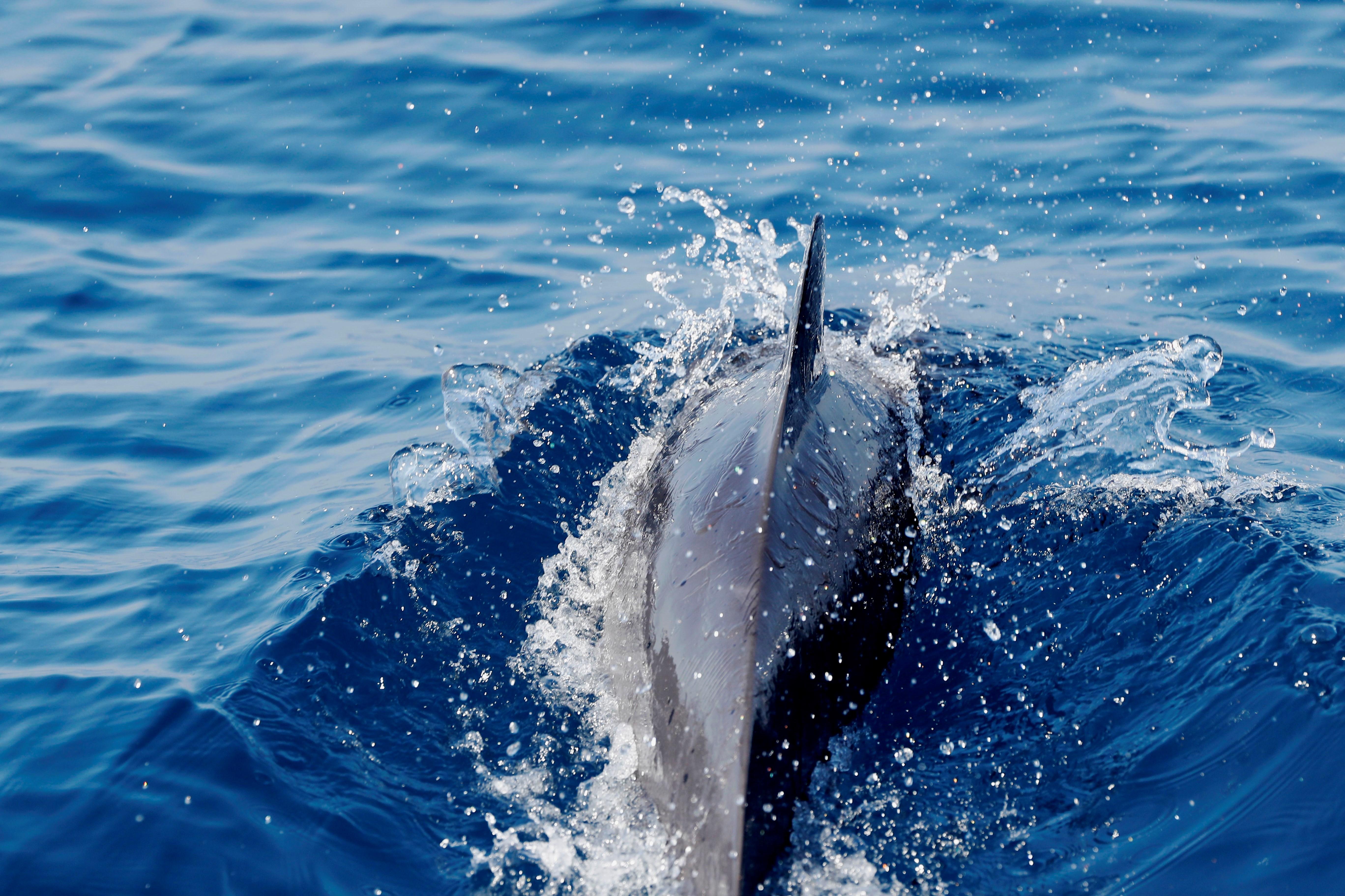 Ballenas jorobadas en las costas del pacífico guatemalteco.  (Foto Prensa Libre: EFE)